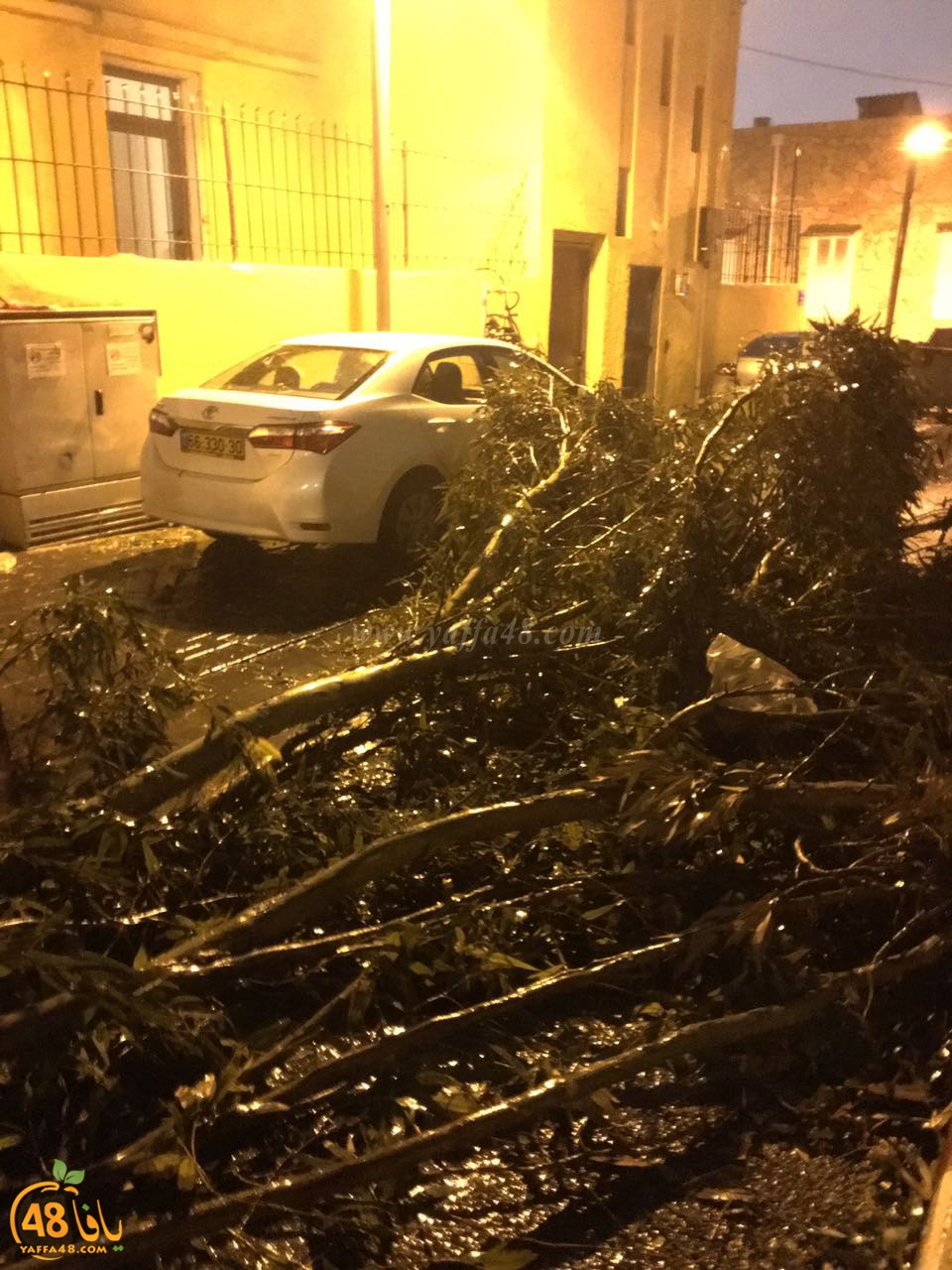 treej hsadua (3).jpg